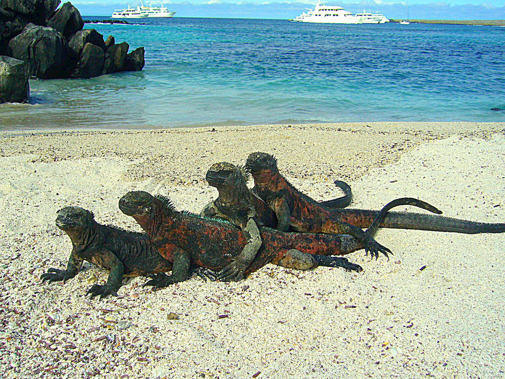 エクアドルのガラパゴス諸島にいた４匹連なっているイグアナ兄弟