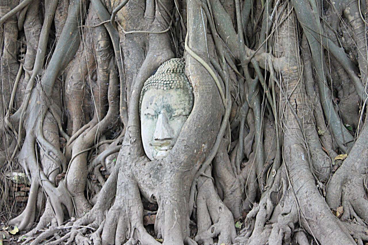 タイのアユタヤ遺跡にある菩提樹につつまれる大仏の首「ワット・マタハート」