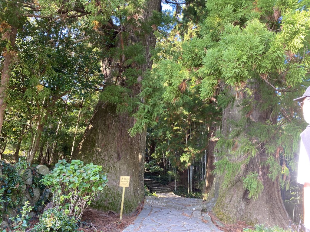 和歌山の那智勝浦：熊野古道「大門坂」の道中にある大きなつがいの杉「夫婦杉」