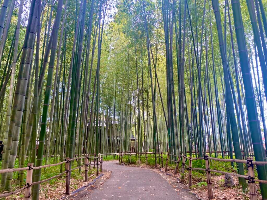 京都嵐山：竹林の散策路