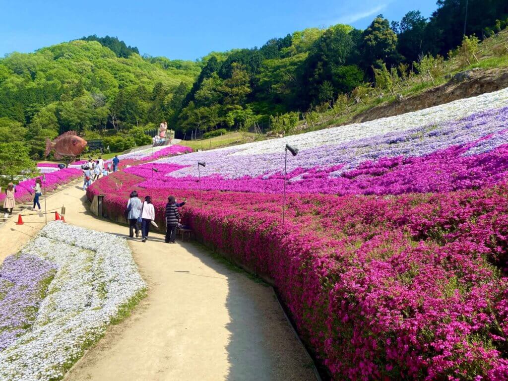 兵庫県姫路市：ヤマサ蒲鉾工場の芝桜の小道