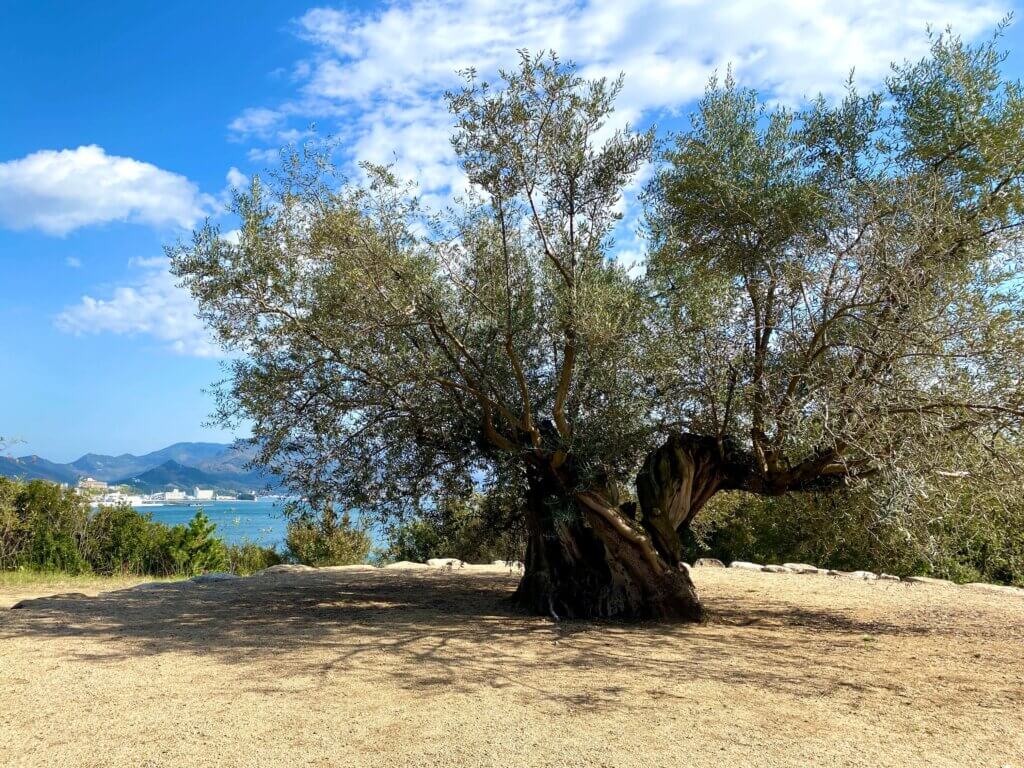 香川県小豆郡：小豆島の千年オリーブ大樹